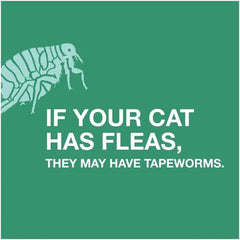 Tapeworm Dewormer (Praziquantel Tablets) for Cats and Kittens 6 Weeks and Older, 3-Count